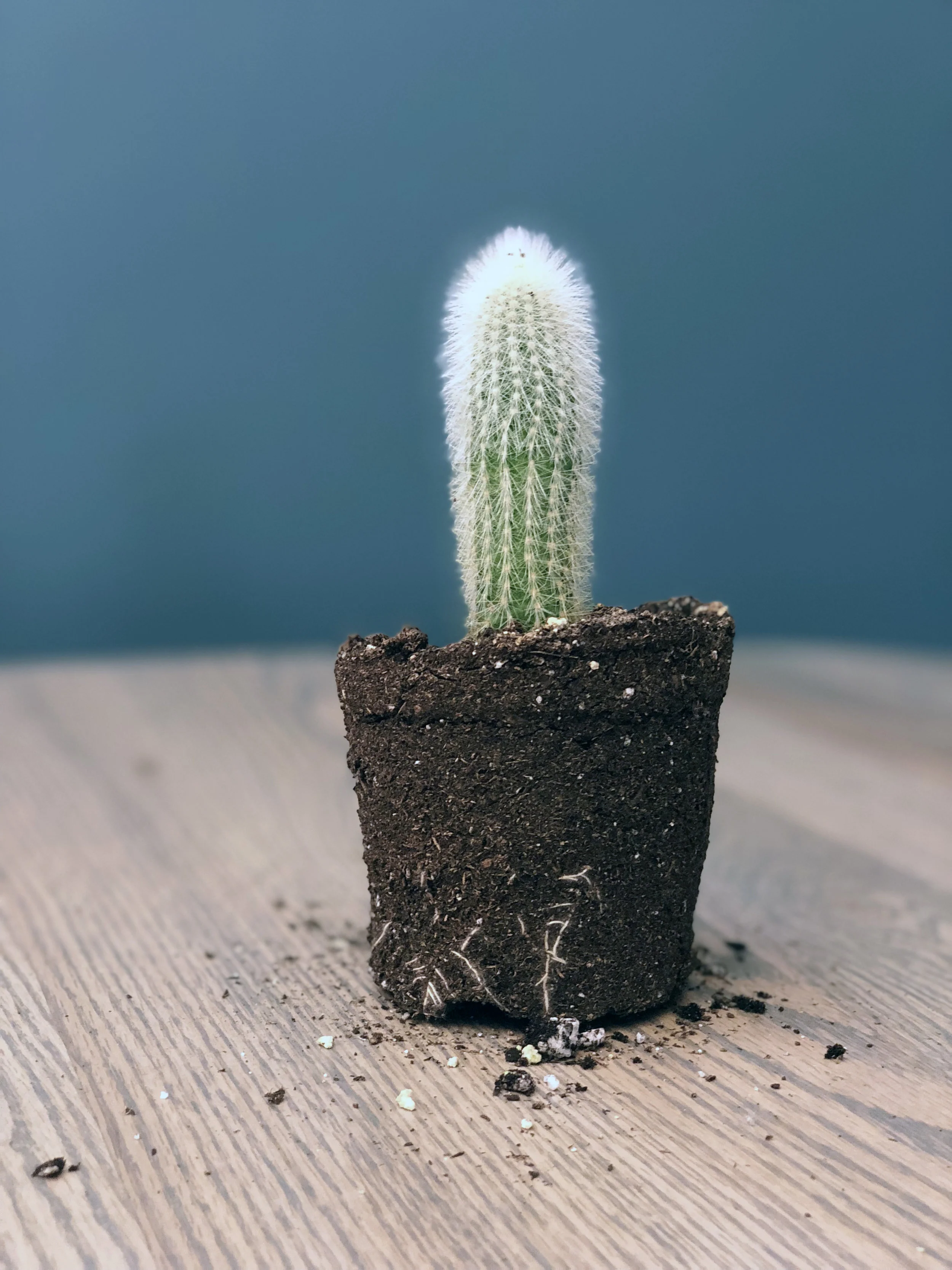 A Guide to Succulents and Cacti — Seattle's Favorite Garden Store